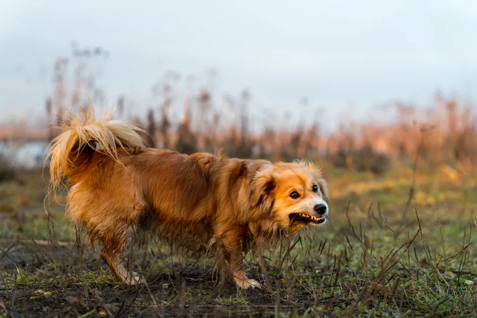 Piloerection: More Than Just Hackles (Image Credits: Pexels)