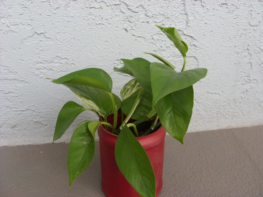 Vegetative Propagation Keeps It Stuck (junksignal, Flickr, CC BY-SA 2.0)