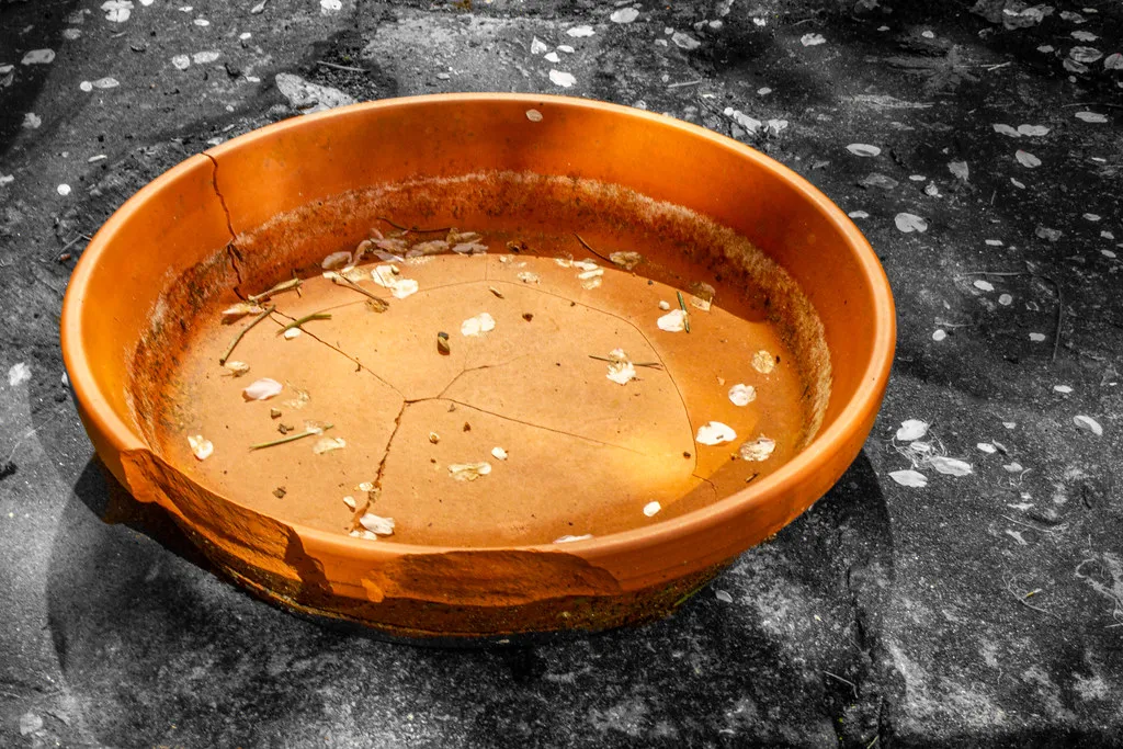 Leaving Plants Sitting in Saucers of Standing Water (ambabheg, Flickr, CC BY 2.0)