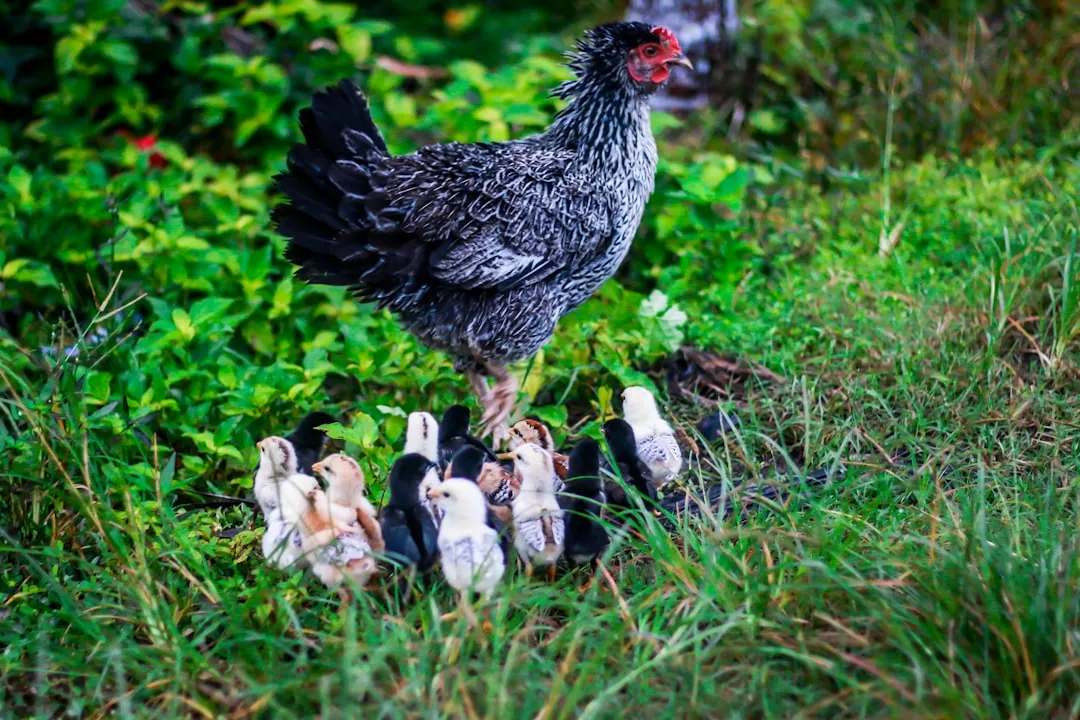 8. Hens and Chicks: The Community Builder (Image Credits: Unsplash)