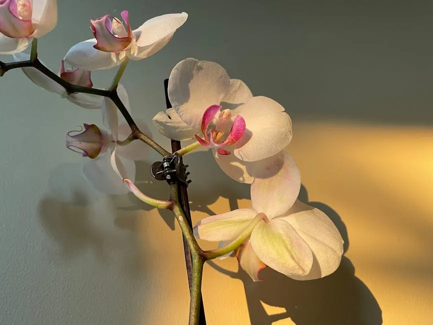 Orchid: The Patient Optimist (Image Credits: Pexels)