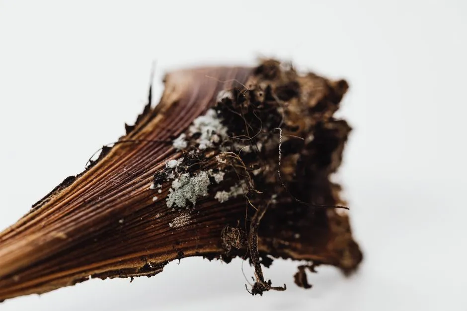 Root Rot in Trees and Outdoor Plants (Image Credits: Pexels)