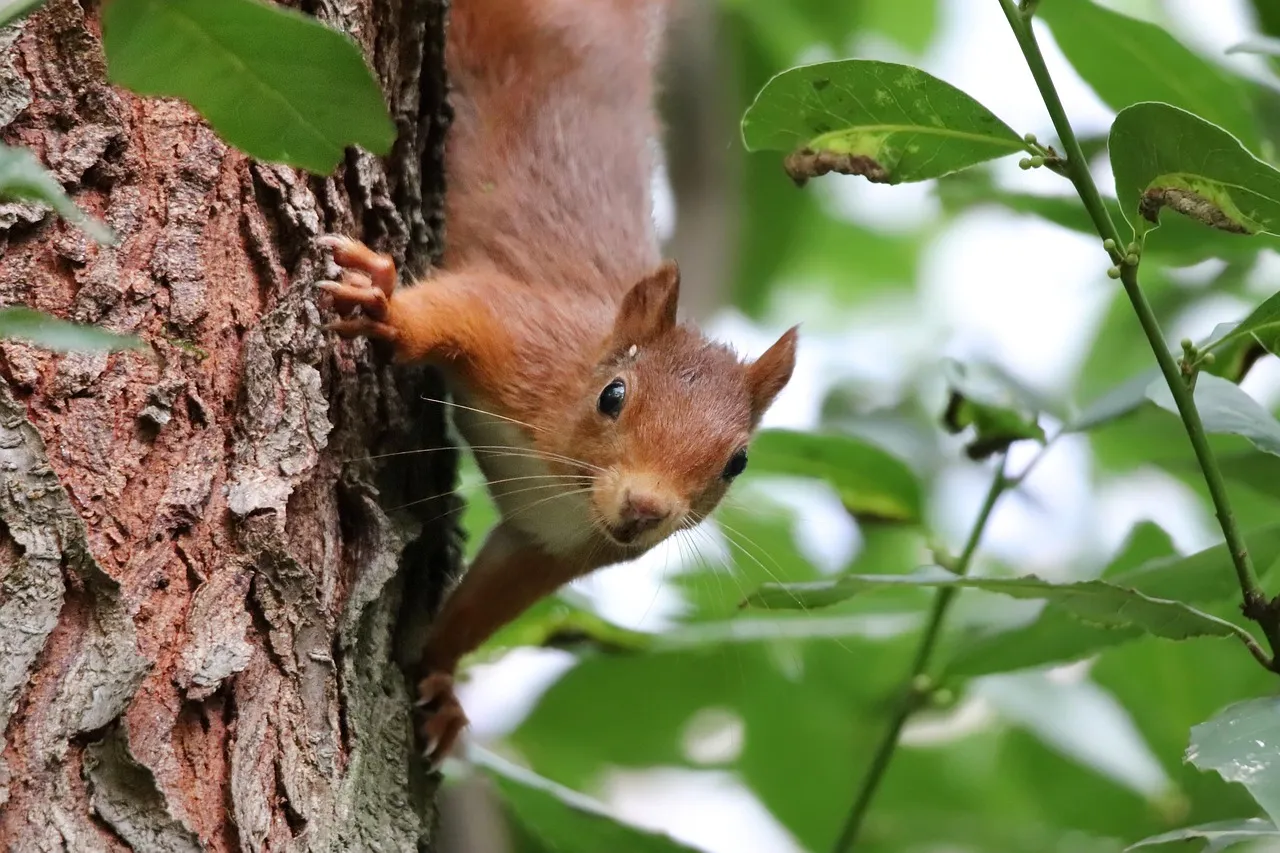 The Rustle in the Leaves: What About Unidentified Scratching? (Image Credits: Pixabay)