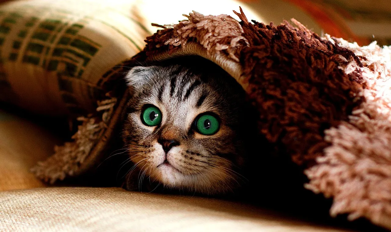 Boxes Help Cats Adapt to New Environments (Image Credits: Pixabay)