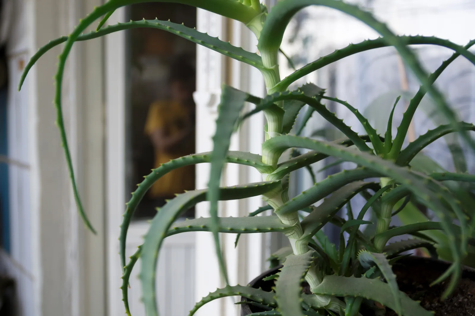 The Bigger Picture: What a Leaning Plant Is Actually Telling You (By Vyacheslav Argenberg, CC BY 4.0)