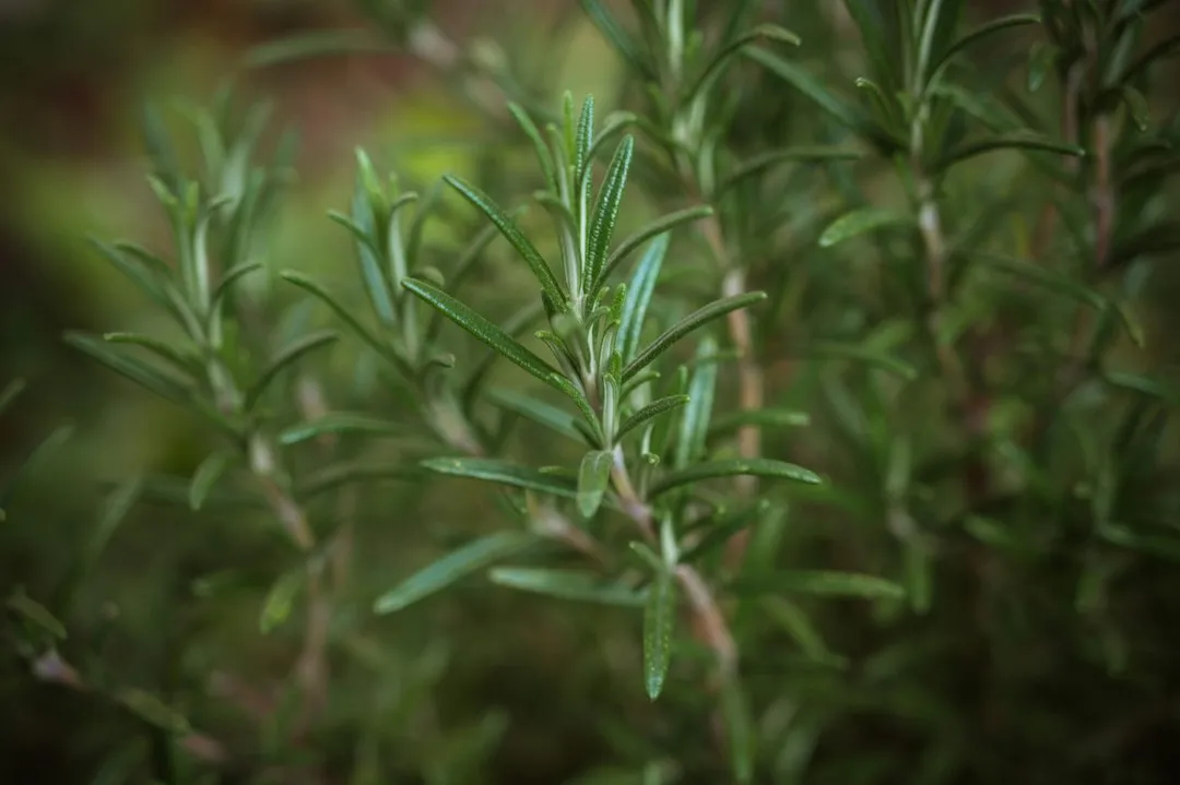 Rosemary: The Scent-Based Focus Tool (Image Credits: Unsplash)