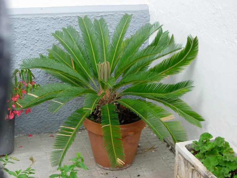Sago Palm: The Most Lethal Landscaping Plant You Might Already Own (The Equinest, Flickr, CC BY 2.0)