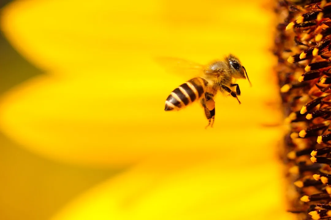 What Gets Into the Pollen Tells a Difficult Story (Image Credits: Unsplash)