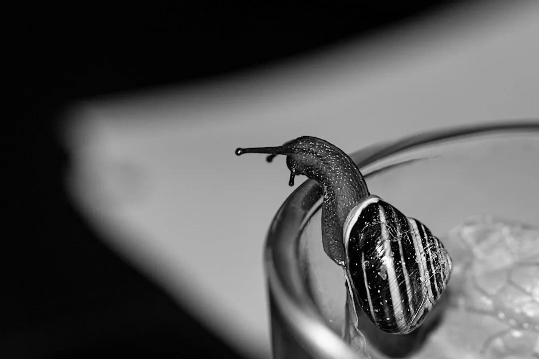 Why Beer Attracts Slugs in the First Place (Image Credits: Unsplash)