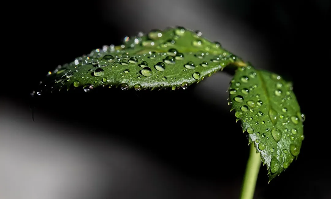 The Science Behind Plant Transpiration (Image Credits: Unsplash)