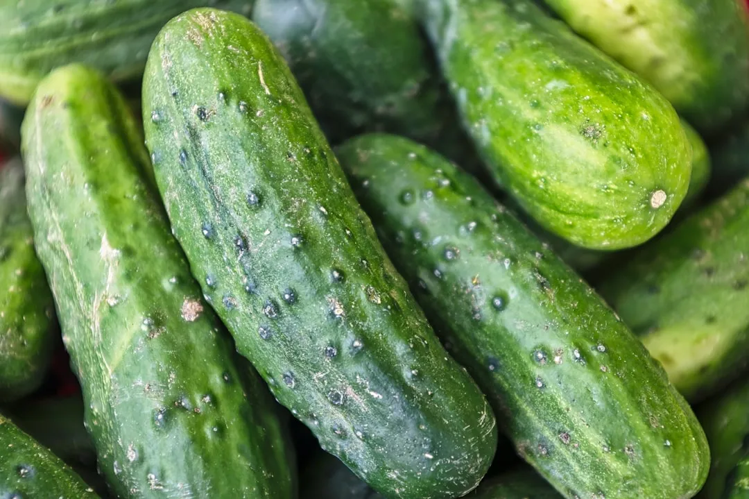 5. Cucumbers: A Summer Reward Worth the Minimal Effort (Image Credits: Unsplash)