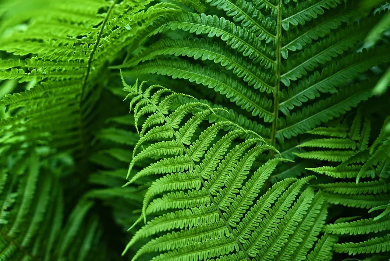 What Happens Inside the Plant When Fertilizer Drops (Image Credits: Pixabay)