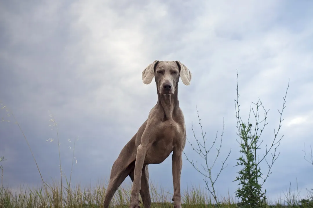 5. Siberian-Adjacent: The Weimaraner's Relentless Drive (Image Credits: Unsplash)