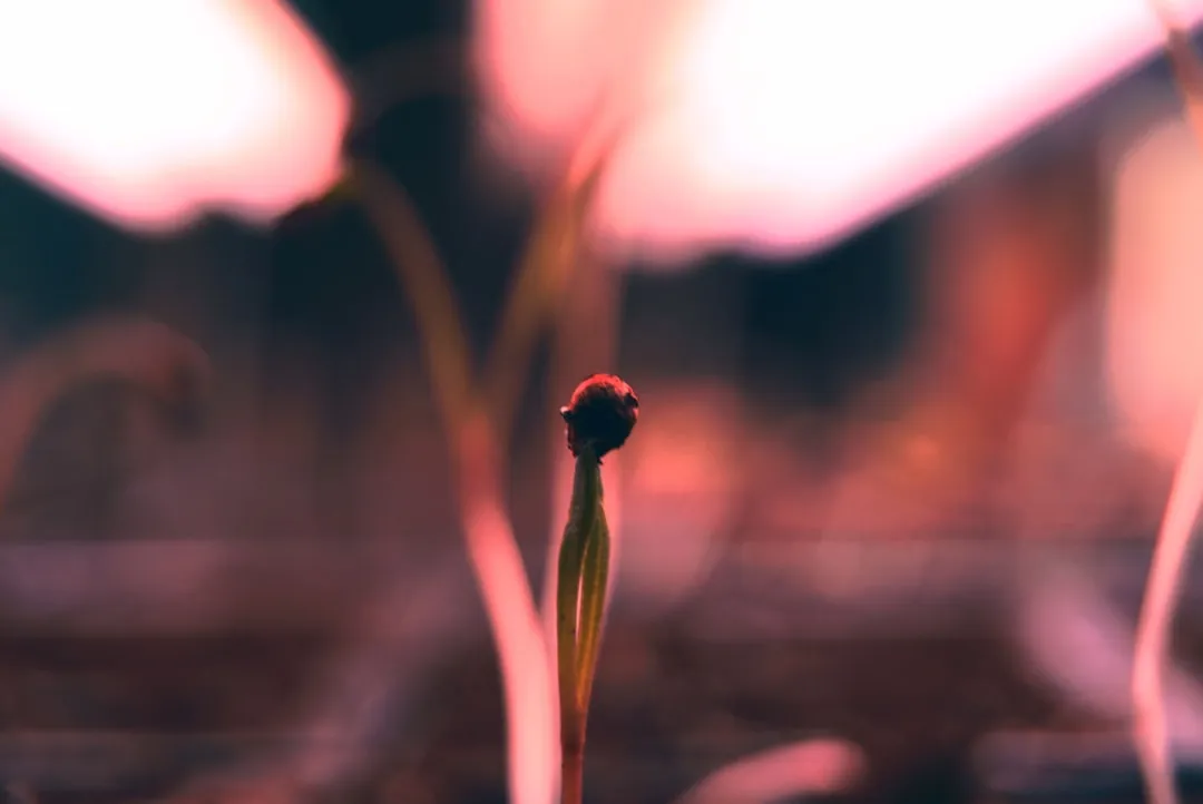 Light: The Second Biggest Mistake (Image Credits: Unsplash)