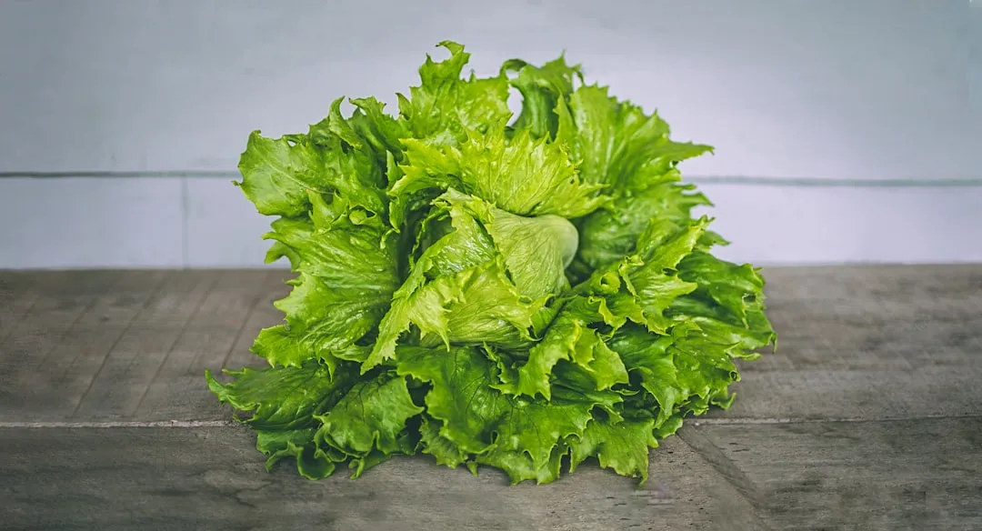 Lettuce: The Bolting Problem That Shade Actually Solves (Image Credits: Unsplash)