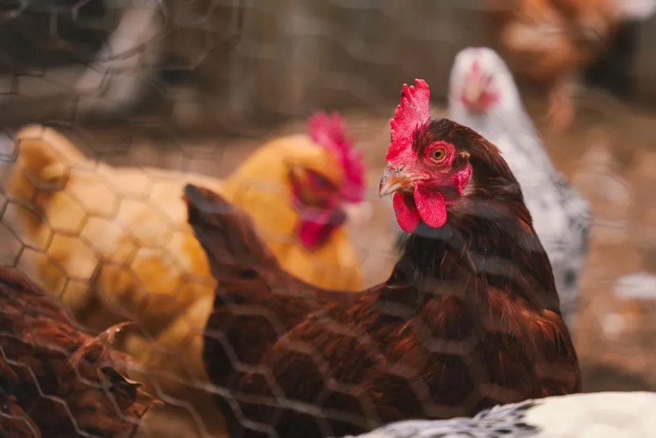DIY Coop Plans Are Going Viral (Image Credits: Pexels)