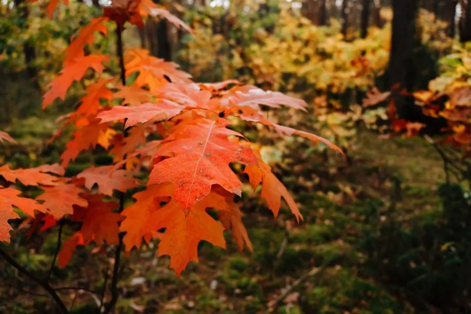 1. Northern Red Oak (Quercus rubra): The Crown Jewel of Shade Trees (Image Credits: Pexels)