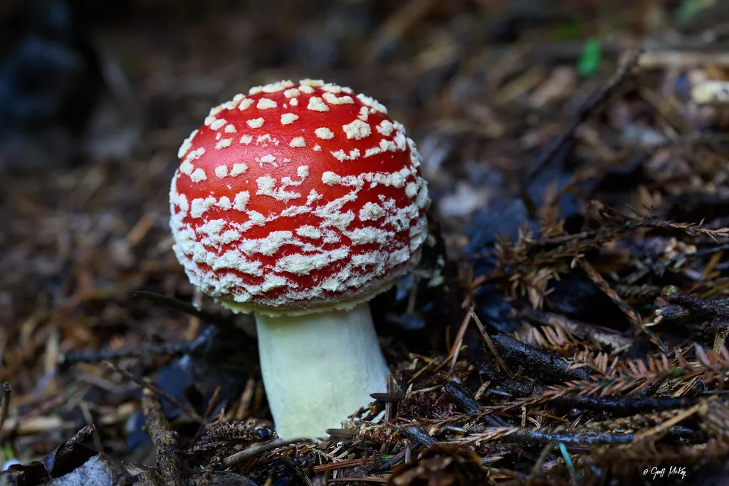 How to Support the Network in Your Own Garden (Geoff J Mckay, Flickr, CC BY 2.0)
