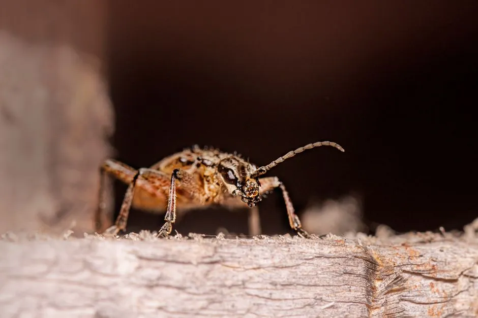 1. An Unexplained High-Pitched Buzzing Near Woody Stems (Image Credits: Pexels)