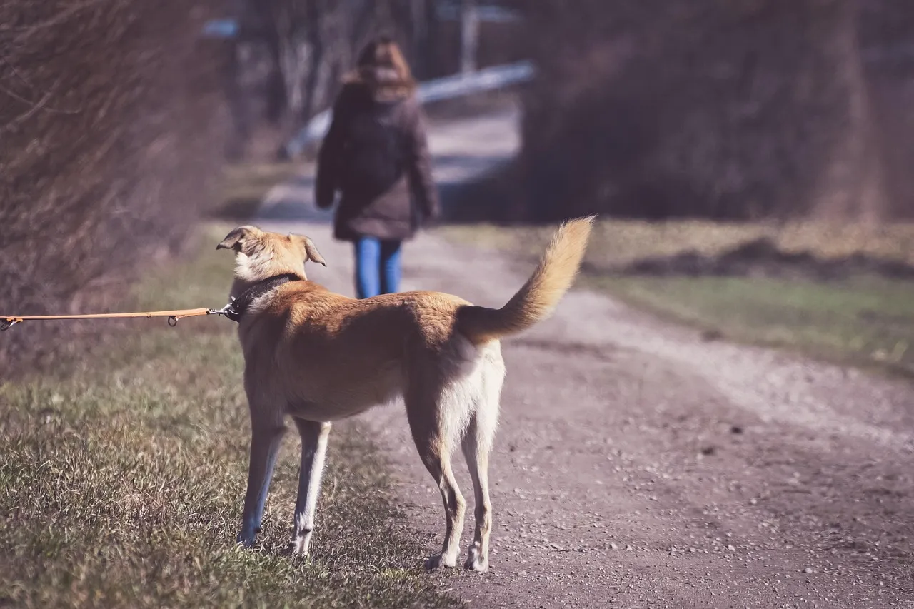 Their Behavior Actually Changes Around a Sad Owner (Image Credits: Pixabay)