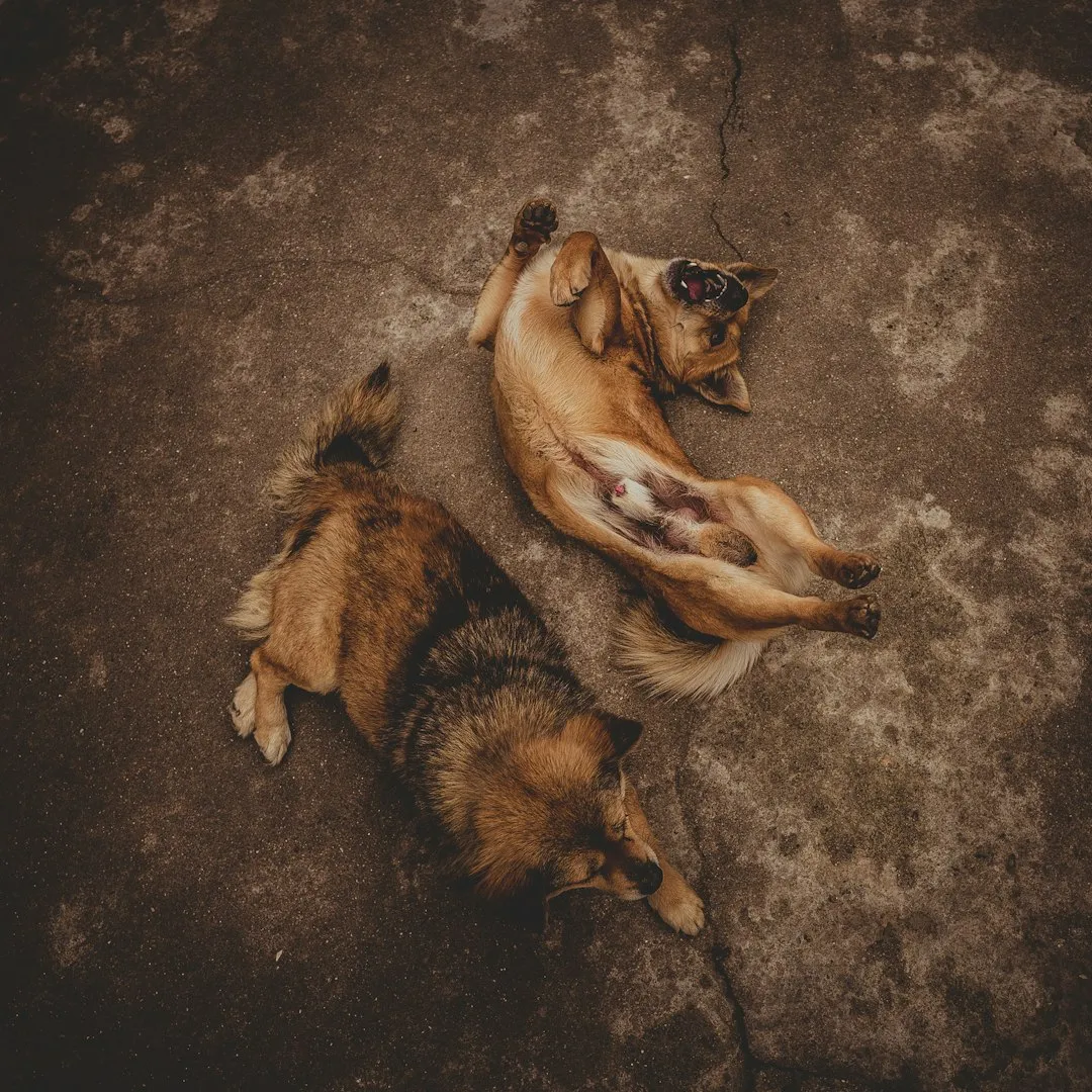 2. They Expose Their Belly Around You (Image Credits: Unsplash)