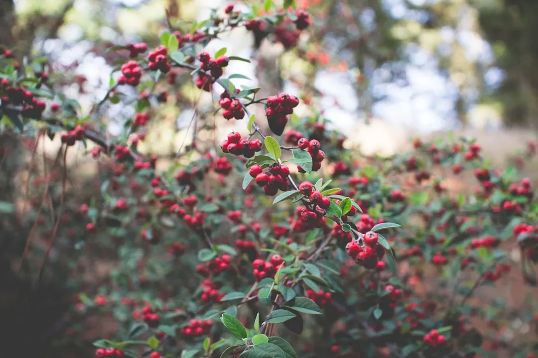 4. Toyon (Heteromeles arbutifolia): Pasadena's Own Living Heritage (Image Credits: Unsplash)