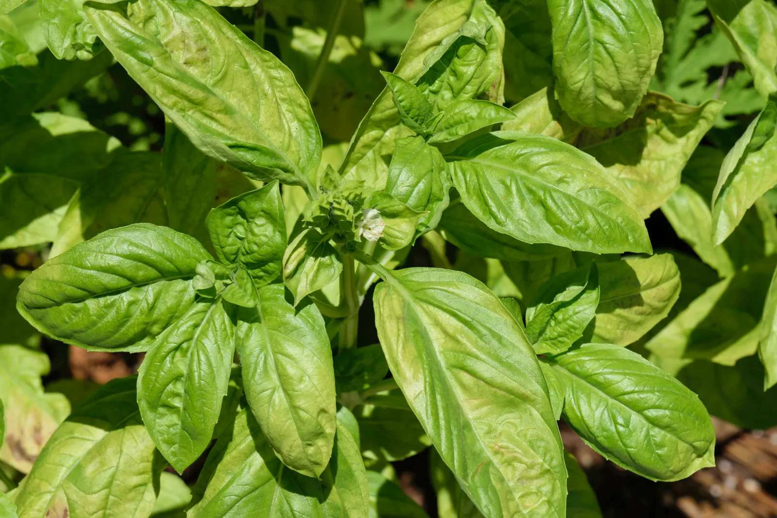 Fusarium Wilt: When Watering and Sun Make No Difference (By PumpkinSky, CC BY-SA 4.0)
