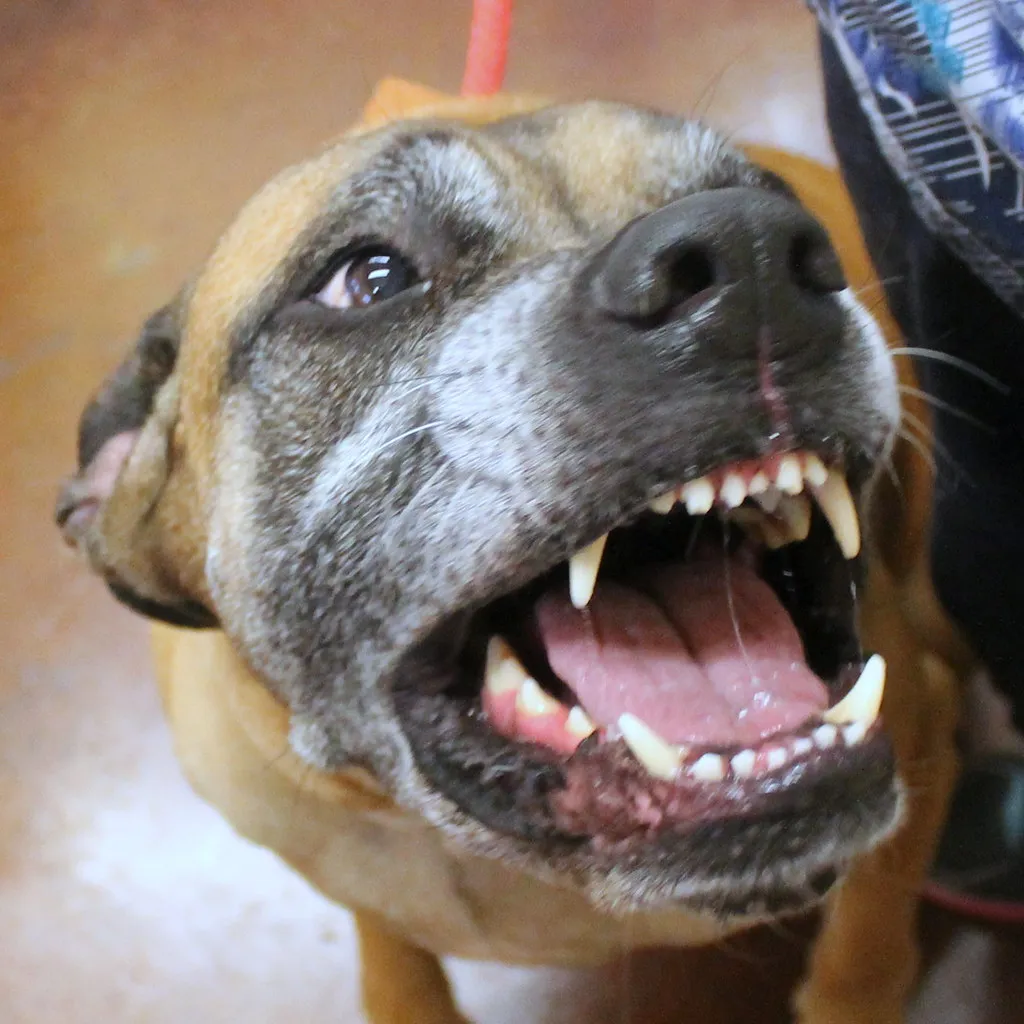 The Scale of the Problem: How Common Is Dog Anxiety? (mariposavet, Flickr, CC BY 2.0)