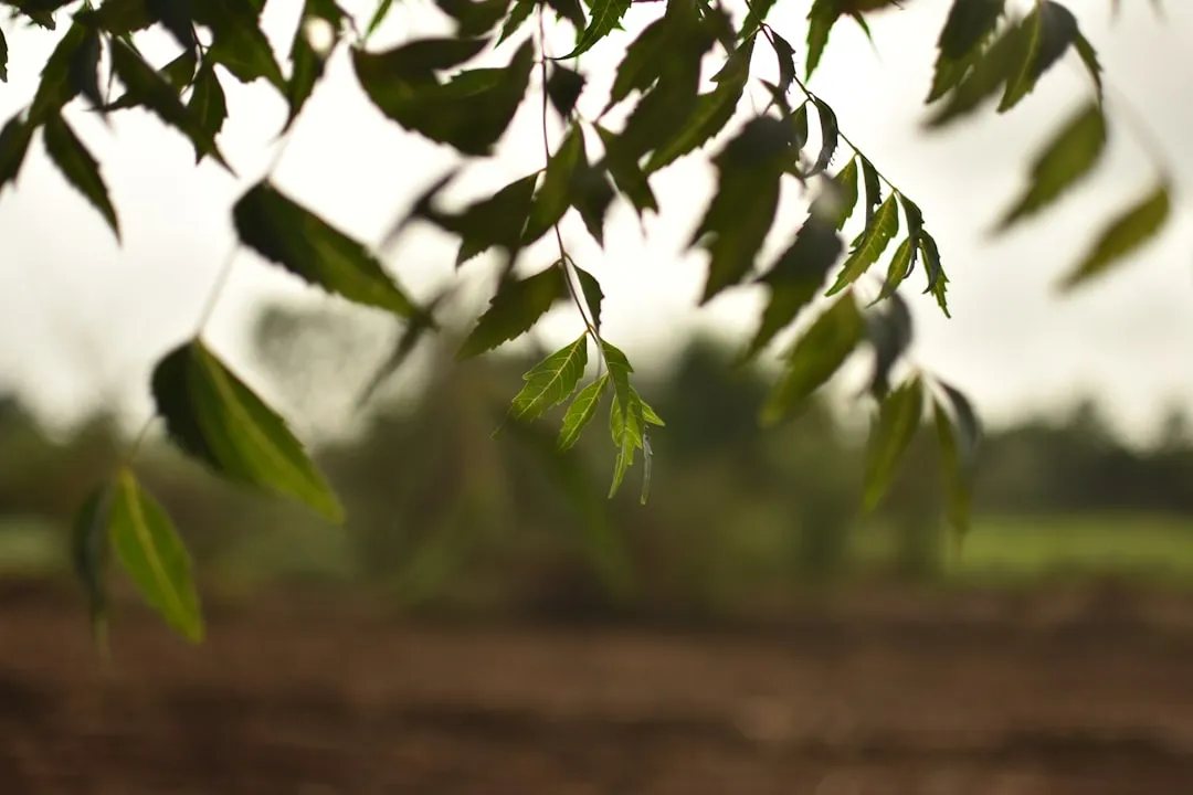 Spray 1: Neem Oil Spray (Image Credits: Unsplash)