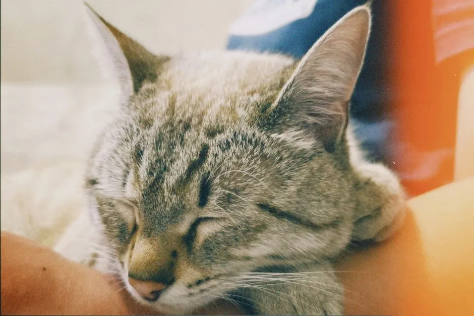 They Sleep Polyphasically, Which Multiplies the Spot Problem (Image Credits: Pexels)