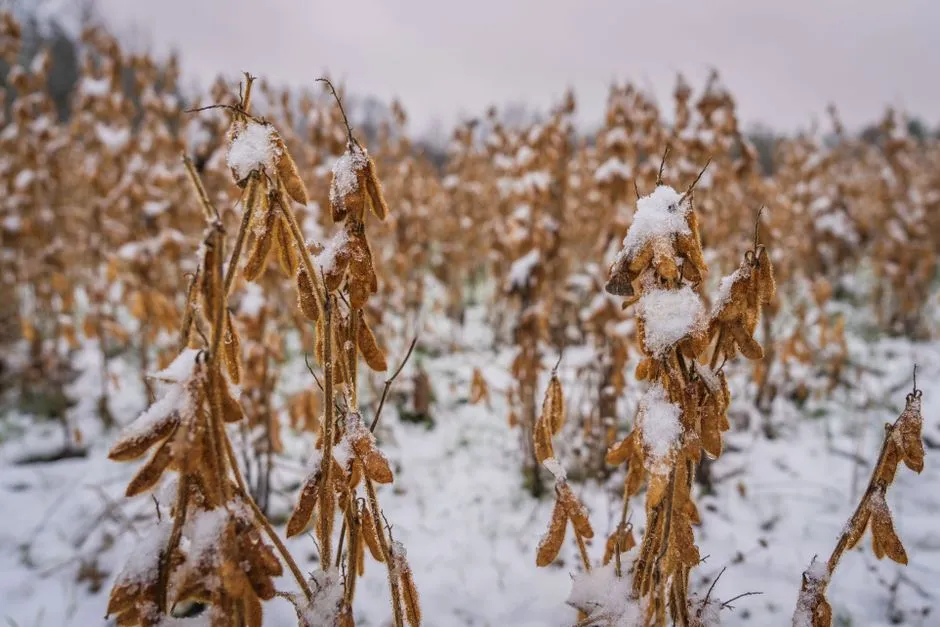 8. Treating Every Crop the Same Way (Image Credits: Pexels)
