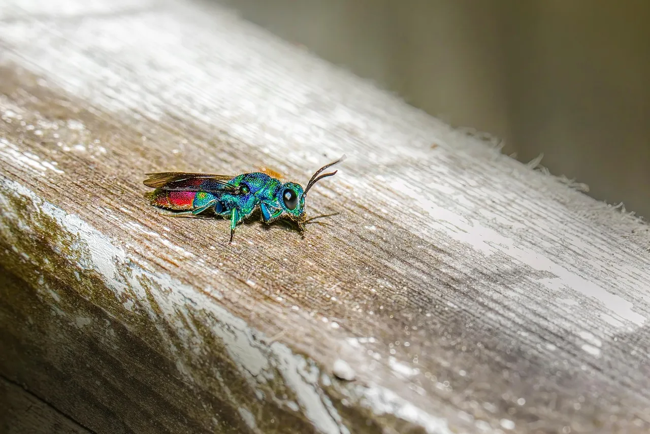 Calling in Reinforcements: Parasitic Wasps (Image Credits: Pixabay)