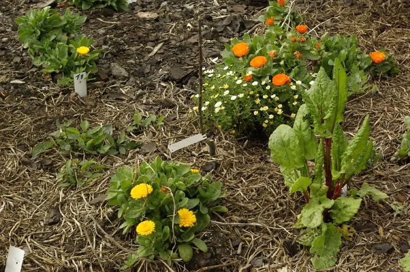 How Companion Planting Actually Works: The Science Behind It (Samuel Mann, Flickr, CC BY 2.0)