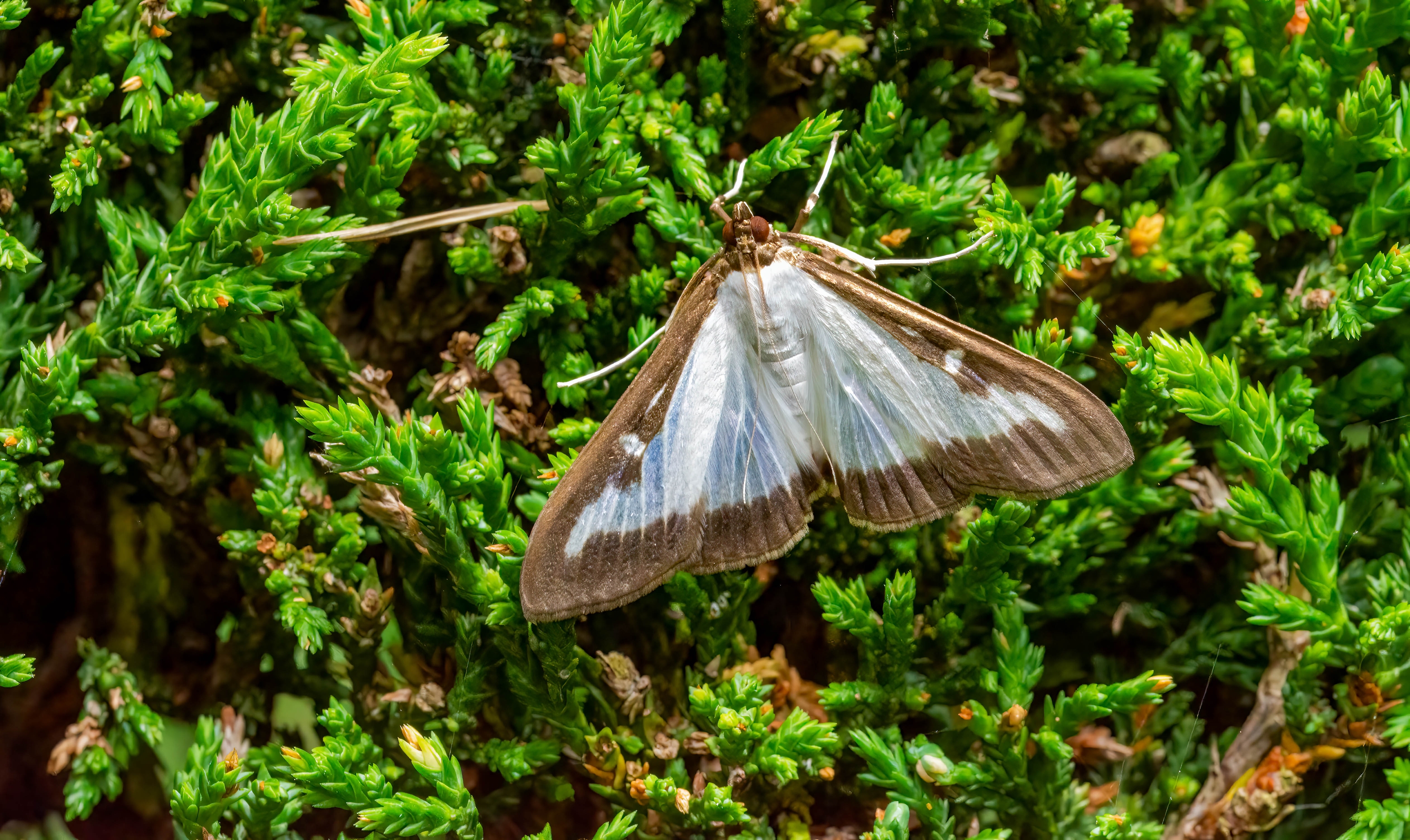 Why Experts Are Warning Homeowners to Look Out for This Rare, Giant Moth in Their Gardens This Month