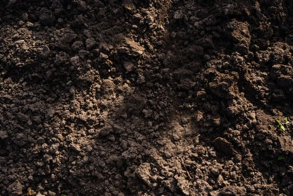Geosmin's Role in the Soil Ecosystem Itself (Image Credits: Pexels)