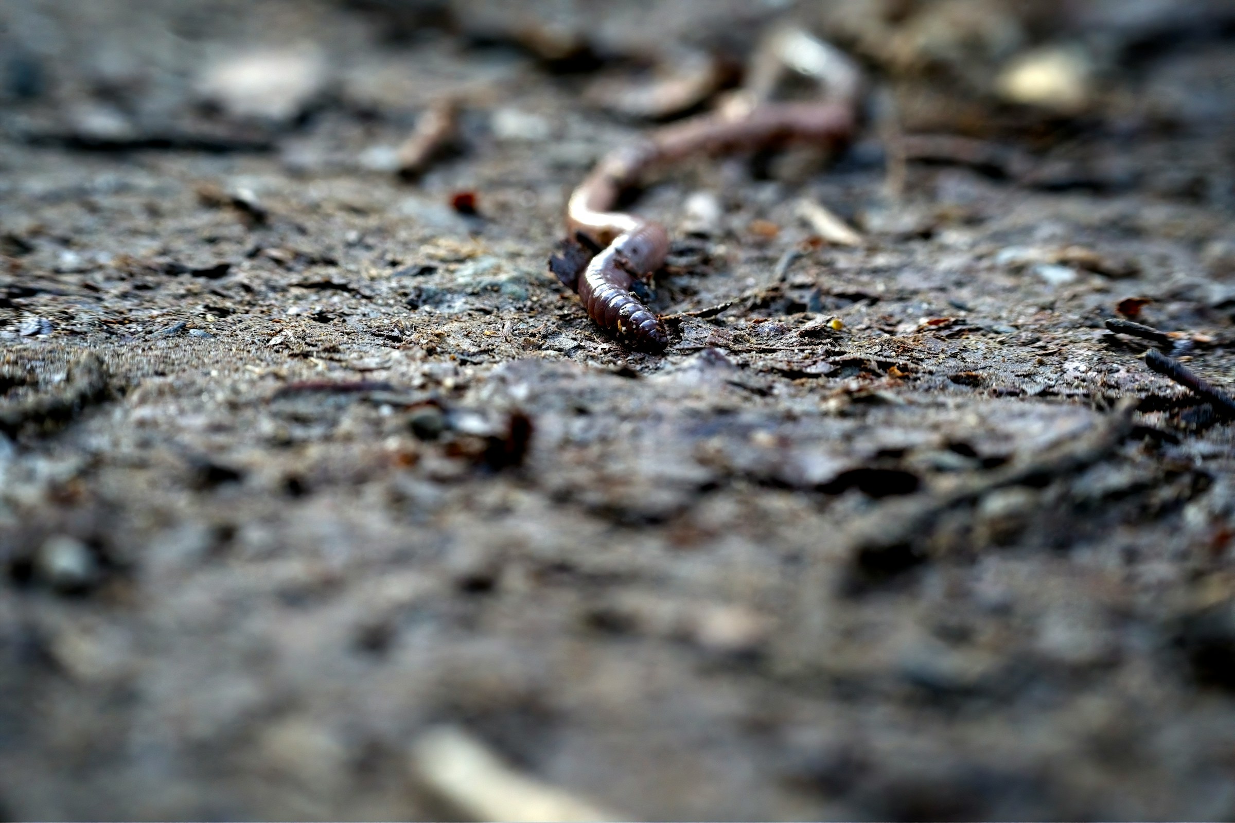 Invasive Jumping Worms Detected in 15 States - How to Check Your Garden This Week