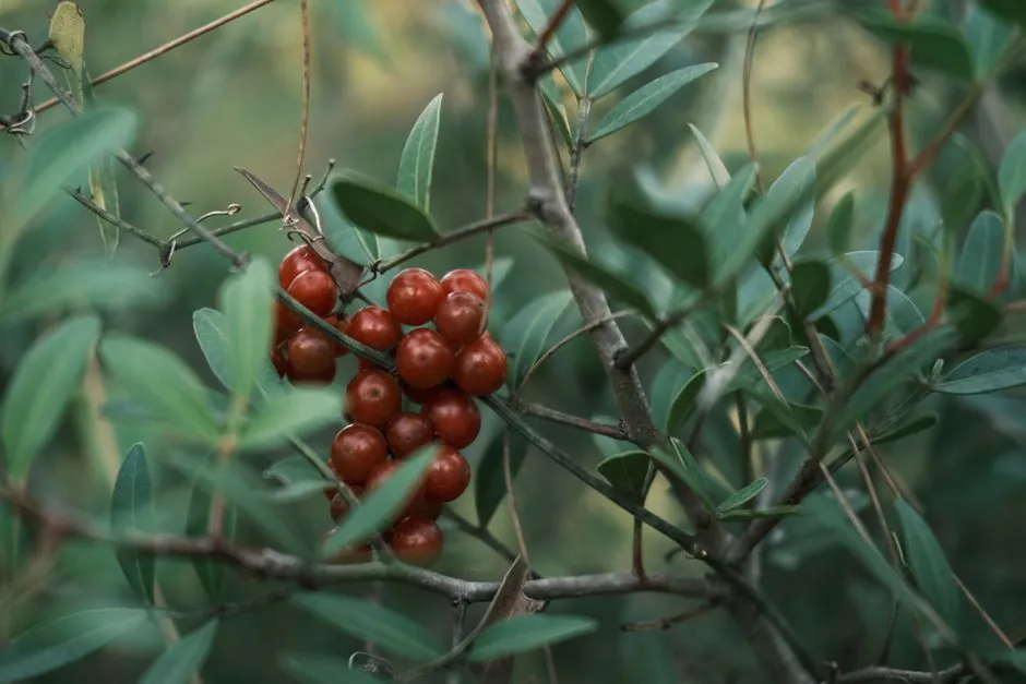 Plant 3: Lemonade Berry (Rhus integrifolia) (Image Credits: Pexels)