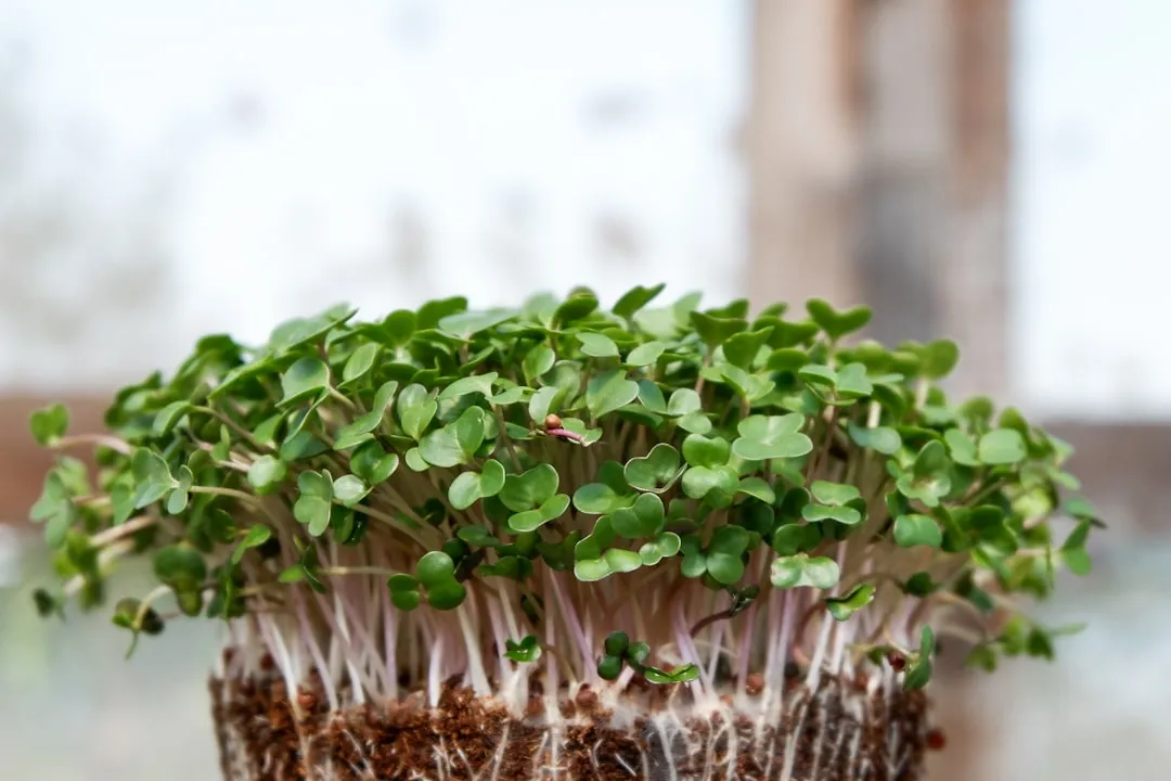 Why Chefs Are Paying More for It (Image Credits: Unsplash)