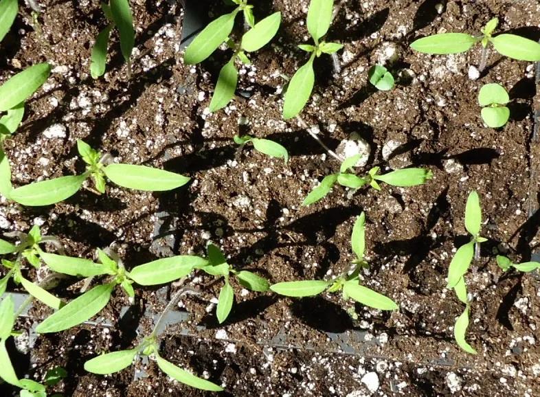 The Role of Soil Microbiology in Tomato Flavor Development (By Tomwsulcer, CC0)
