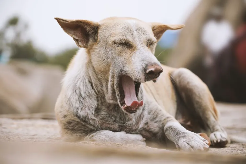 The Social Role: Yawning to Ease Tension with Other Dogs (Image Credits: Pexels)