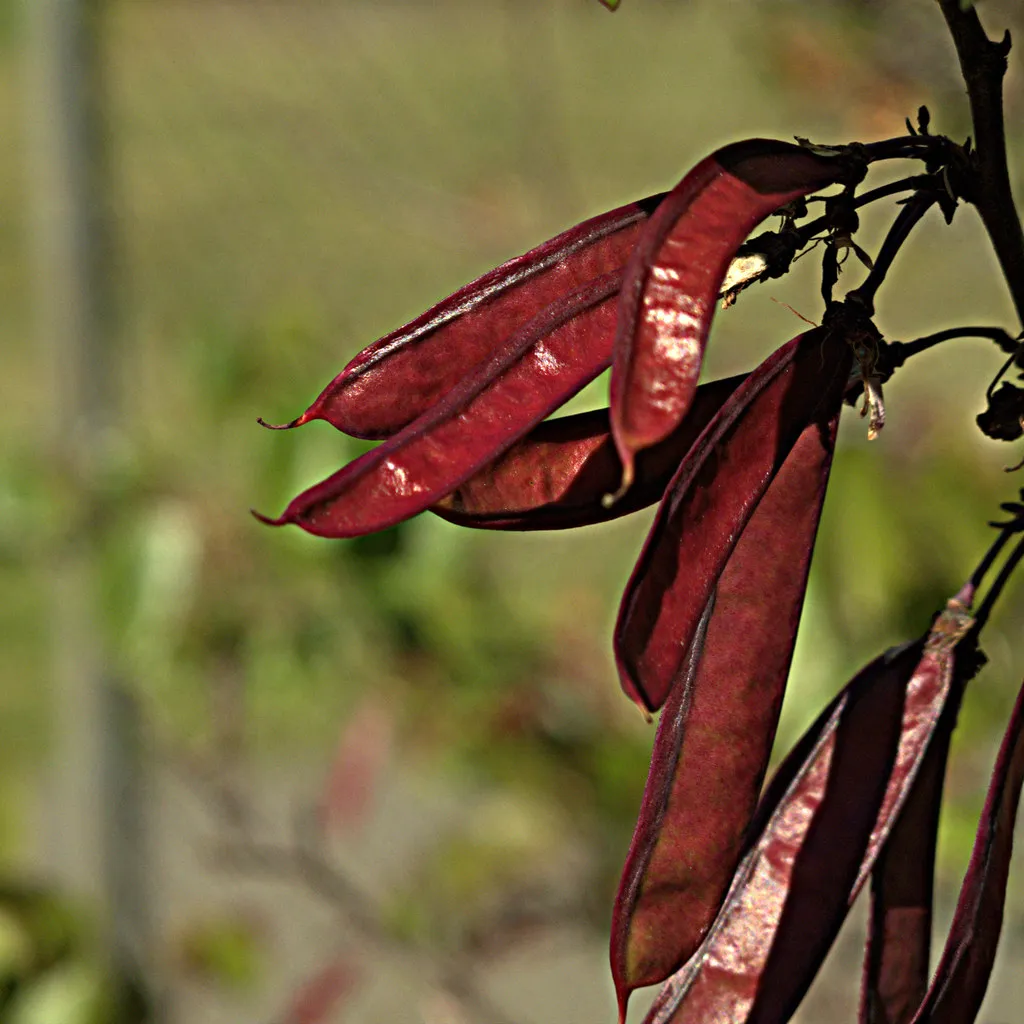 Western Redbud (Cercis occidentalis): Winter Pods, Spring Drama (John Rusk, Flickr, CC BY 2.0)