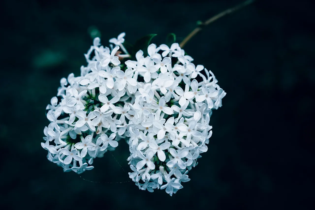 10. 'Angel White' Lilac (Syringa vulgaris 'Angel White'): Fragrant Success in Warmer Winters (Image Credits: Pixabay)