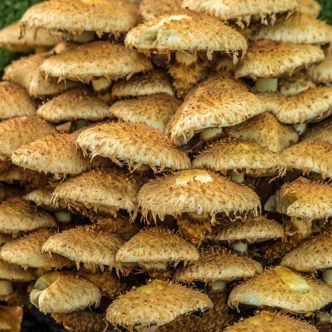 The Fungi That Hold Everything Together (Image Credits: Pexels)