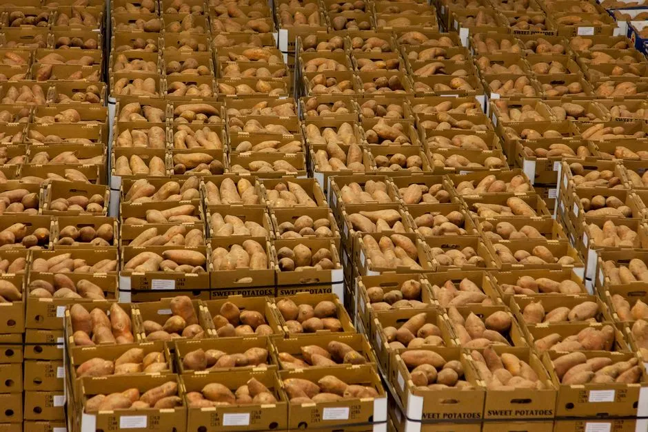The Right Way to Store Potatoes After Harvest (Image Credits: Pexels)