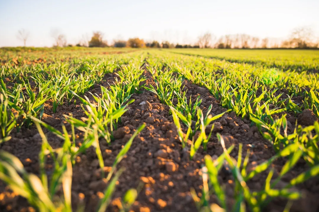 Crop Rotation Replaced What the Soil Lost (Image Credits: Unsplash)