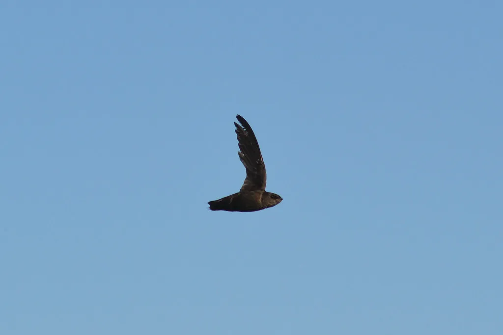 The Chimney Swift: Losing Its Footholds in Urban Skies (acryptozoo, Flickr, CC BY 2.0)