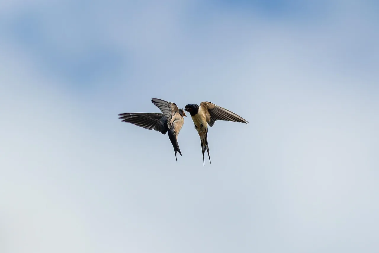 Swallows and Swifts Dropping Low (Image Credits: Pixabay)
