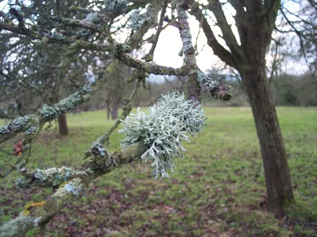 The Role of Lichen in Forest Ecosystems (From geograph.org.uk, CC BY-SA 2.0)