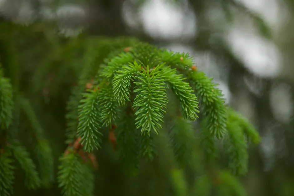 Sitka Spruce (Picea sitchensis): Built for the Coast (Image Credits: Pexels)