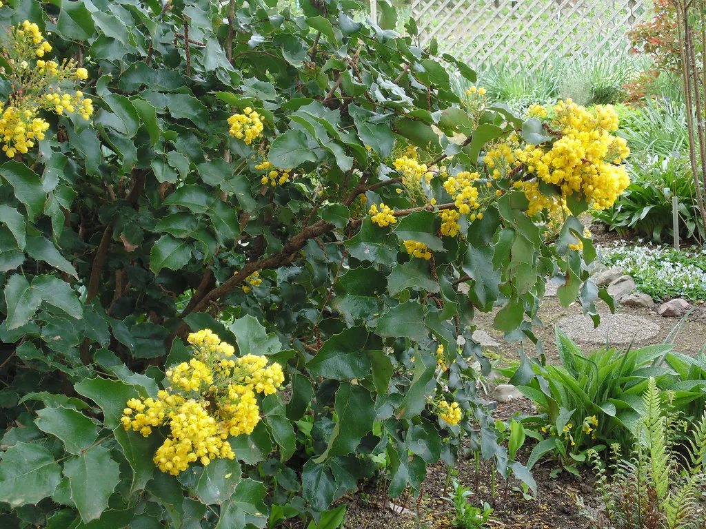 Oregon Grape (Mahonia aquifolium): The Understory Anchor (Oregon State University, Flickr, CC BY-SA 2.0)